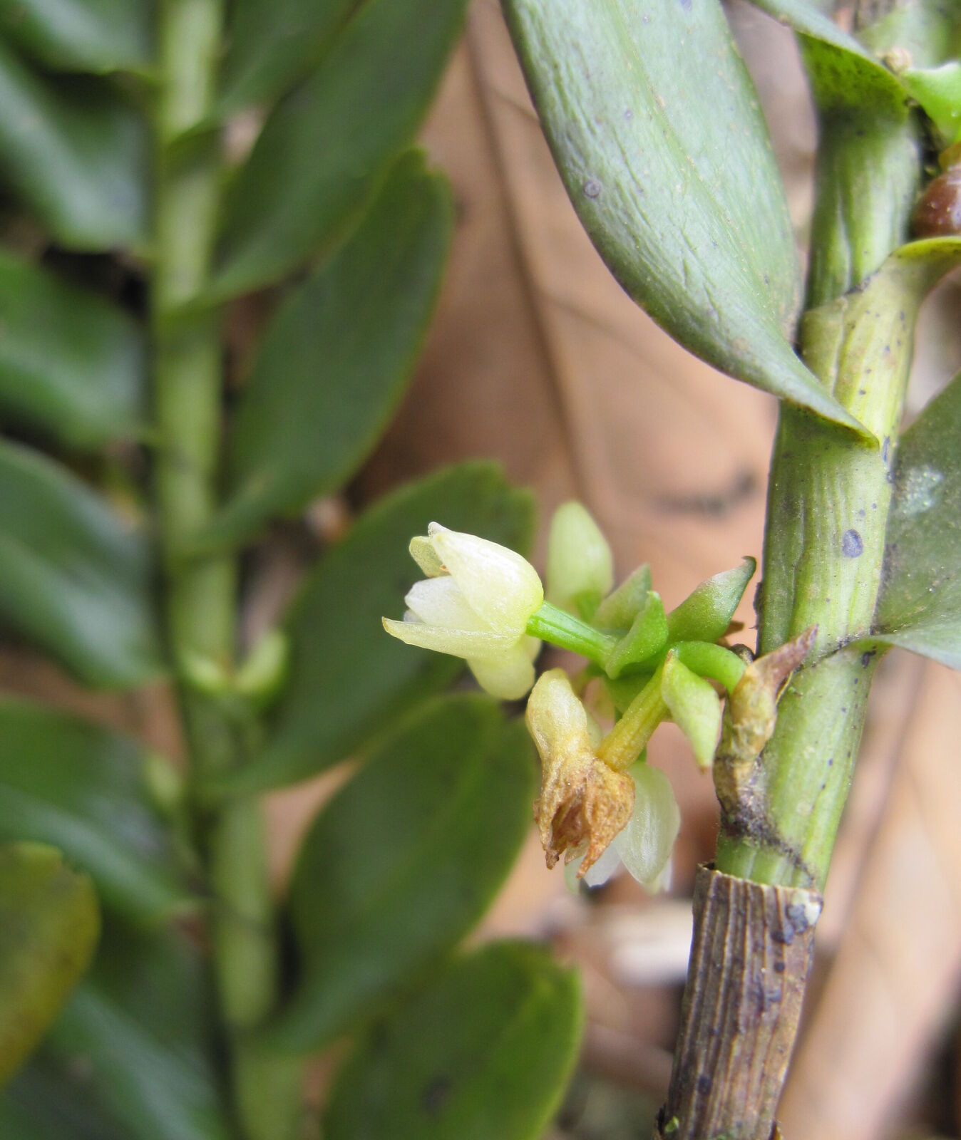 Appendicula cornuta Blume | Plants of the World Online | Kew Science