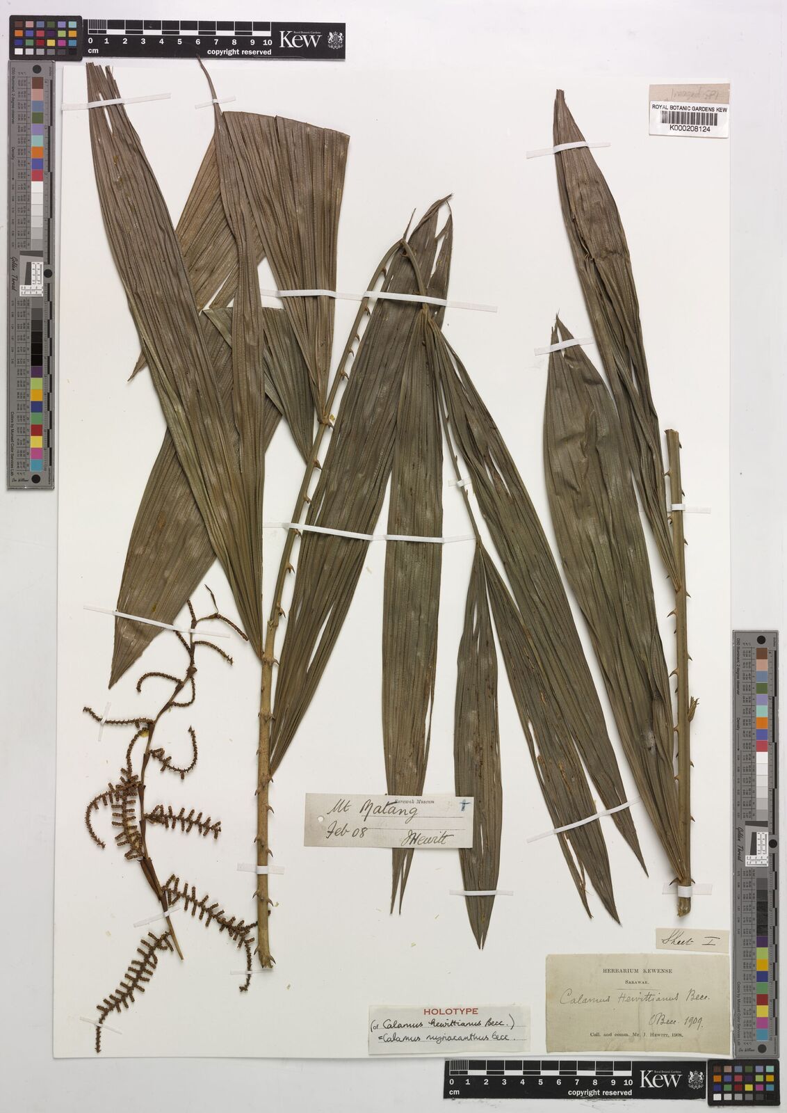 Kew Gardens K000208124:  Hewitt, J. [s.n.] Borneo