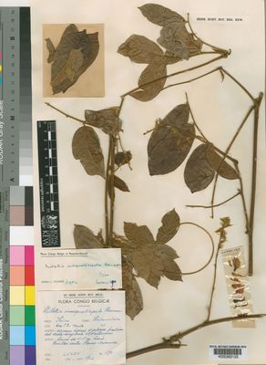 Kew Gardens K000263123:  Luxen [190] Congo, Republic of the