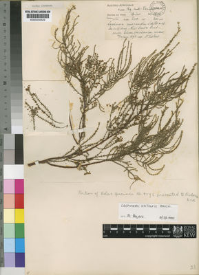 Kew Gardens K000430529:  Bolus, H. [8596] South Africa