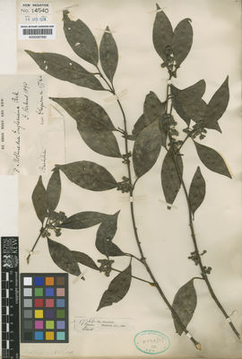 Kew Gardens K000587892:  Glaziou, A.F.M. [17766] Brazil