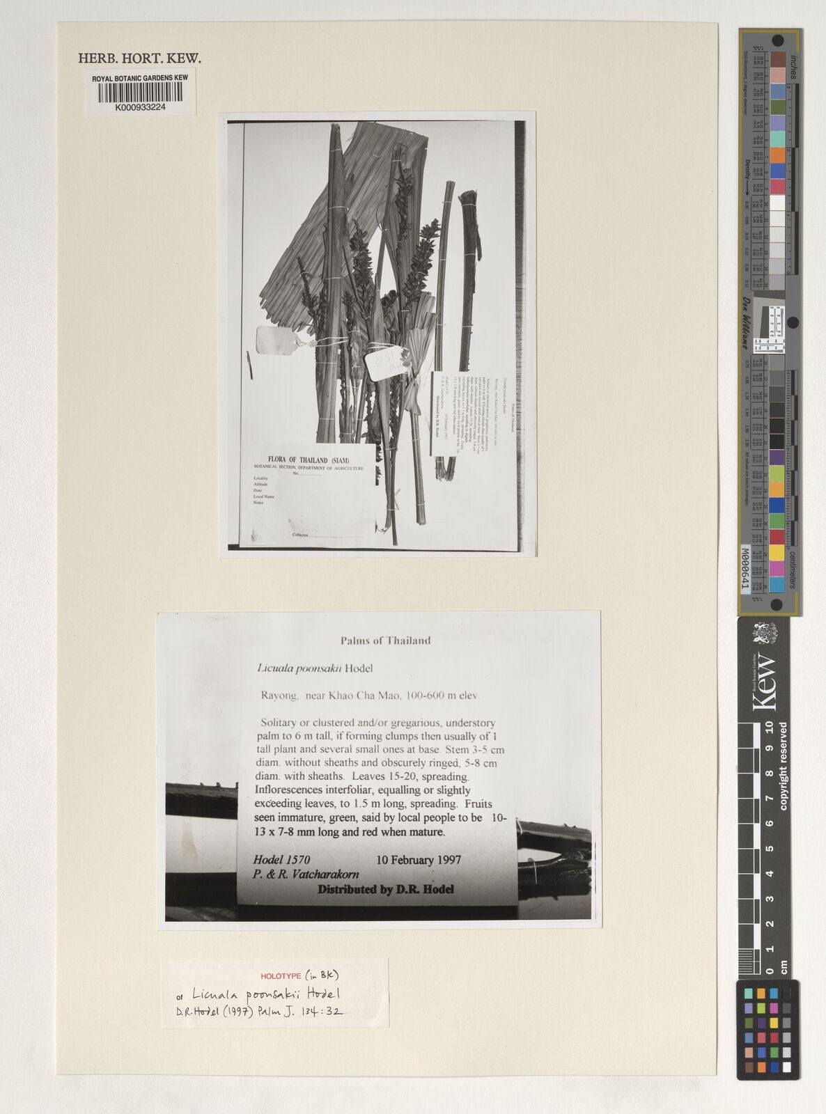 Kew Gardens K000933224:  Hodel, D.R.; Vatcharakorn, P.; Vatcharakorn, R. [1570] Thailand