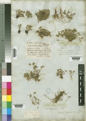 Kew Gardens K000416597:  Bolus, H. [4529] South Africa