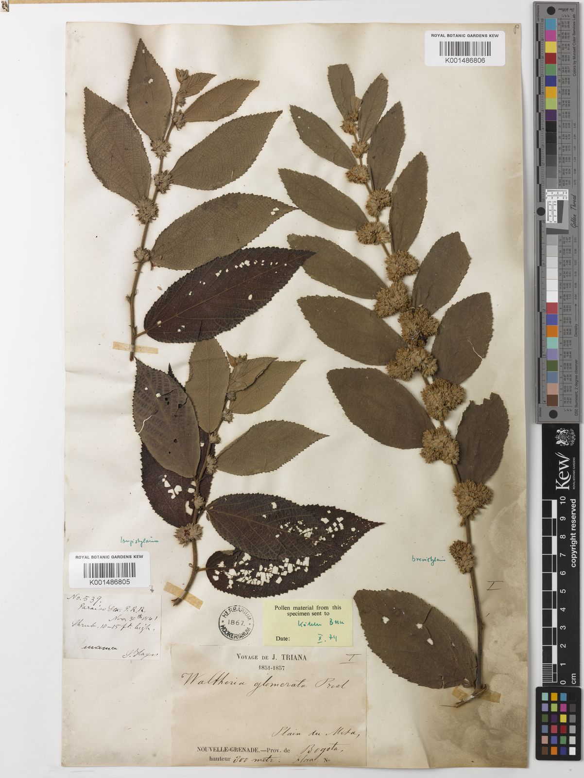 Main collectors of Mexico's vascular plants: a catalogue built from online  databases - Revista Mexicana de Biodiversidad