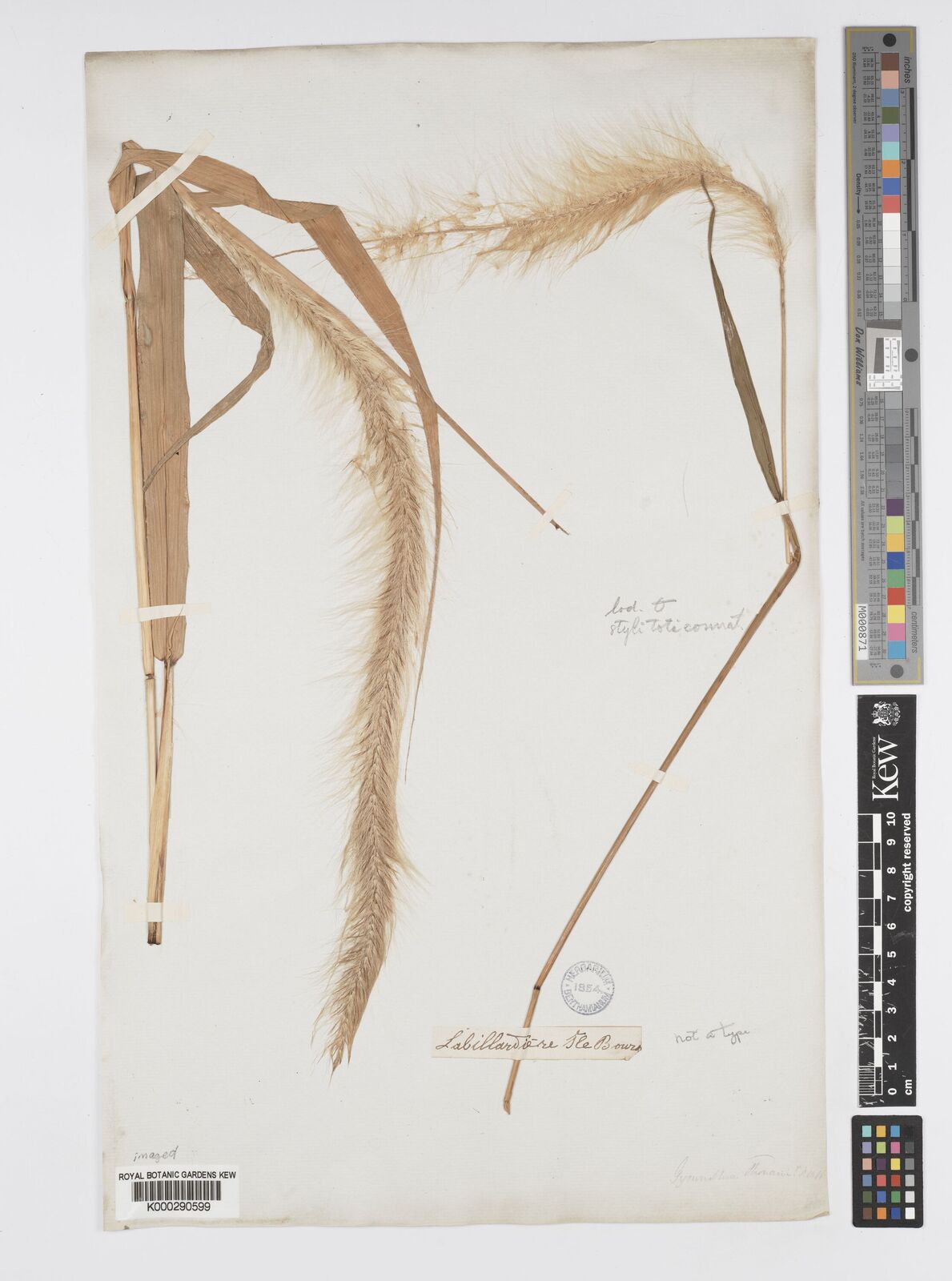 Kew Gardens K000290599:  Labillardiere [s.n.]
