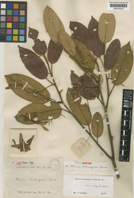 Kew Gardens K000700433:  s.coll. [s.n.] Indonesia