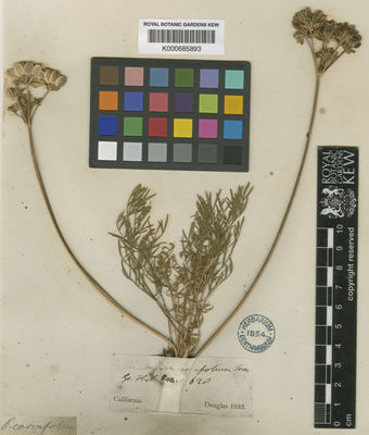 Kew Gardens K000685893:  Douglas, D. [s.n.] United States