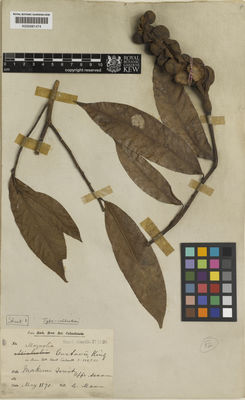 Kew Gardens K000681474:  Mann, G. [s.n.] India