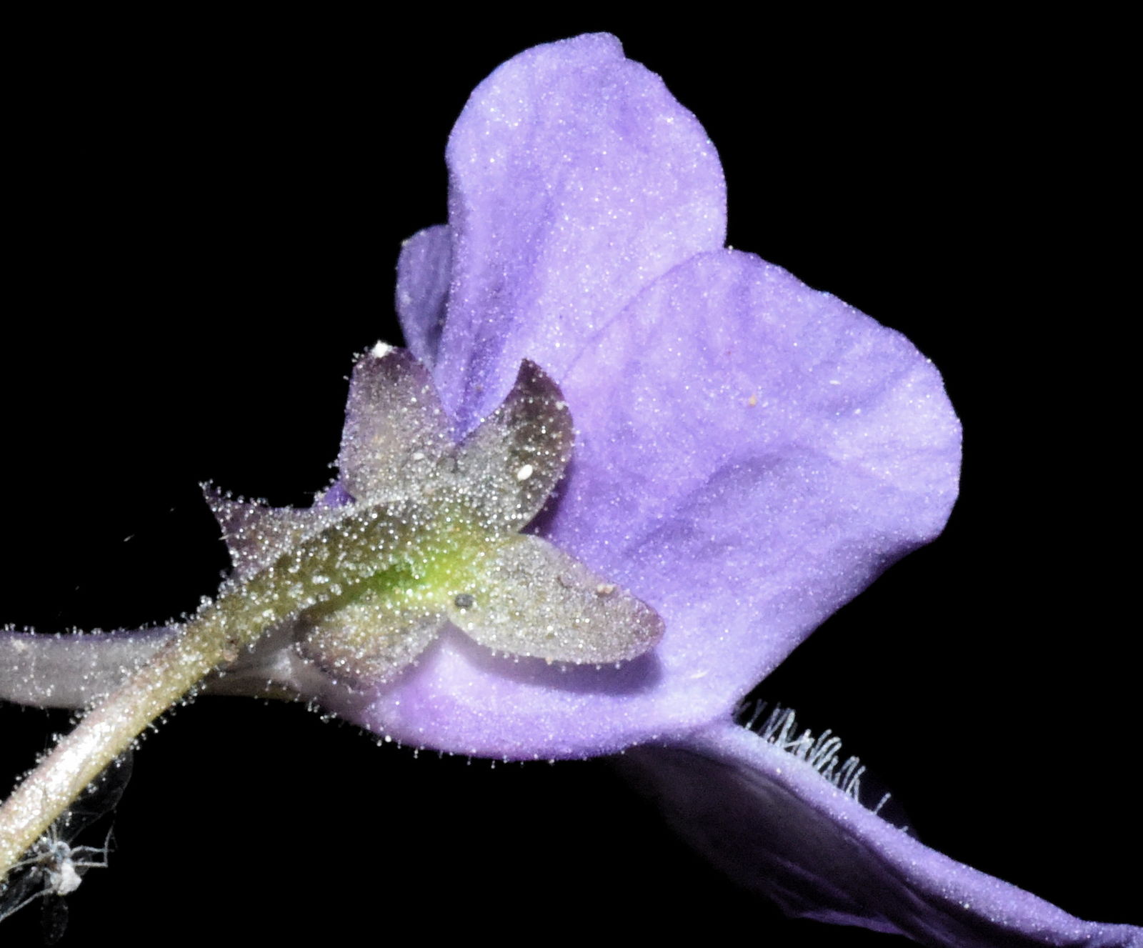 Pinguicula mundi Blanca, Jamilena, Ruíz Rejón & Reg.Zamora | Plants of ...