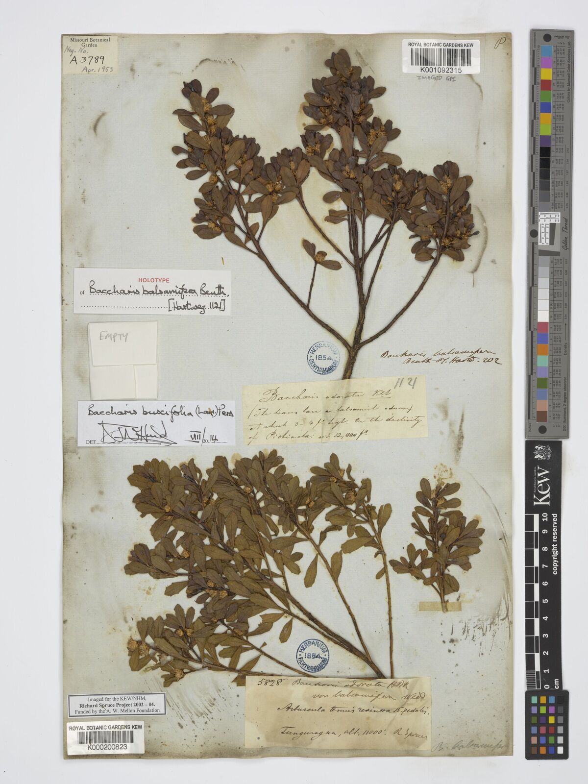 Kew Gardens K001092315:  s.coll. [1121] Ecuador