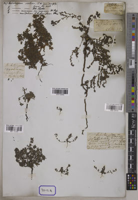 Kew Gardens K001126579:  s.coll. [Cat. no. 7017]