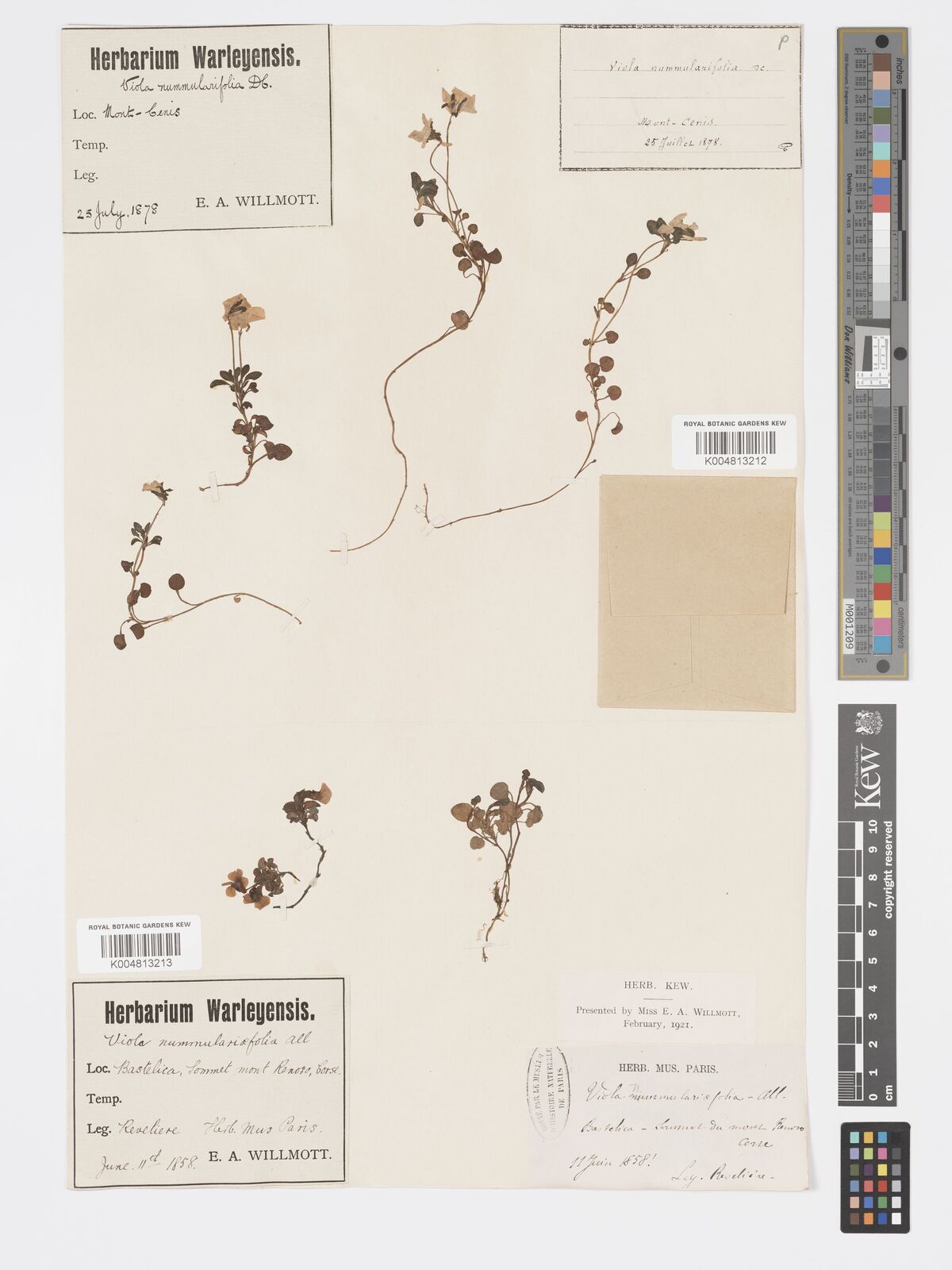 Viola nummulariifolia