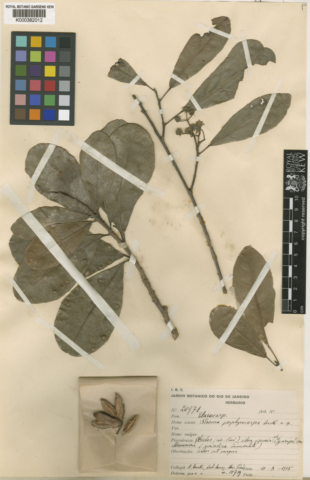 Terciopelo o pica pica - Sloanea terniflora - MundoForestal