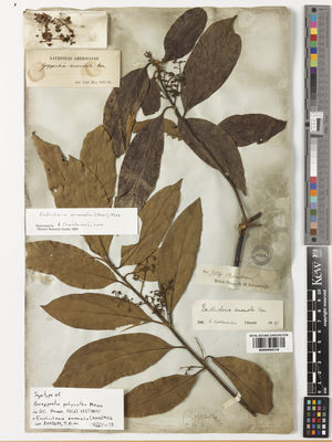 Kew Gardens K000994318:  Schomburgk, R.H. [784] Guyana