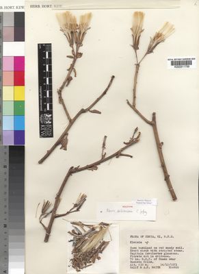 Kew Gardens K000311759:  Bally, P.R.O.; Smith, A.R. [B14600] Kenya