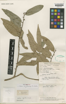 Kew Gardens K000671285:  Ashton, P.S. [S.12107] Borneo