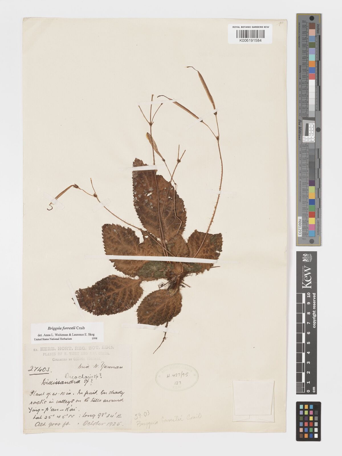 Briggsia forrestii