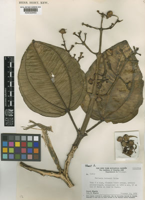 Kew Gardens K000329453:  Maguire, B.; Maguire, C.K. [61833] Colombia