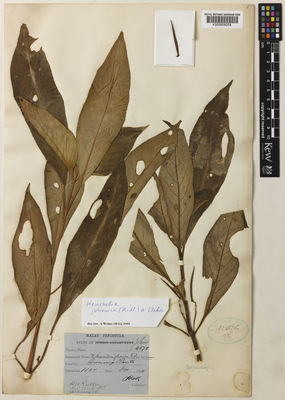 Kew Gardens K000858258:  Ridley, H.N. [4175] Malaysia