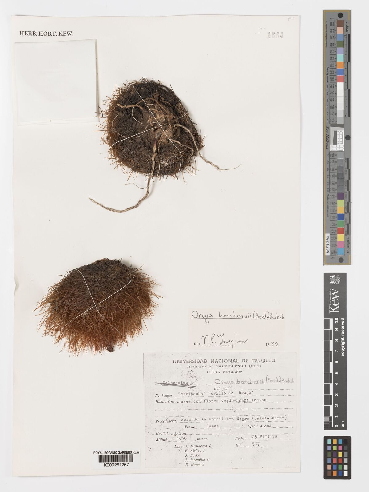 Matucana borchersii