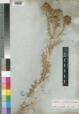 Kew Gardens K000377608:  Drege [s.n.] South Africa