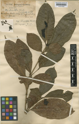 Kew Gardens K000572853:  Ule, E. [5575] Brazil