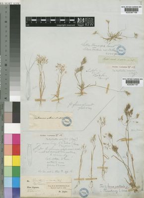 Kew Gardens K000367167:  Zeyher [s.n.] South Africa