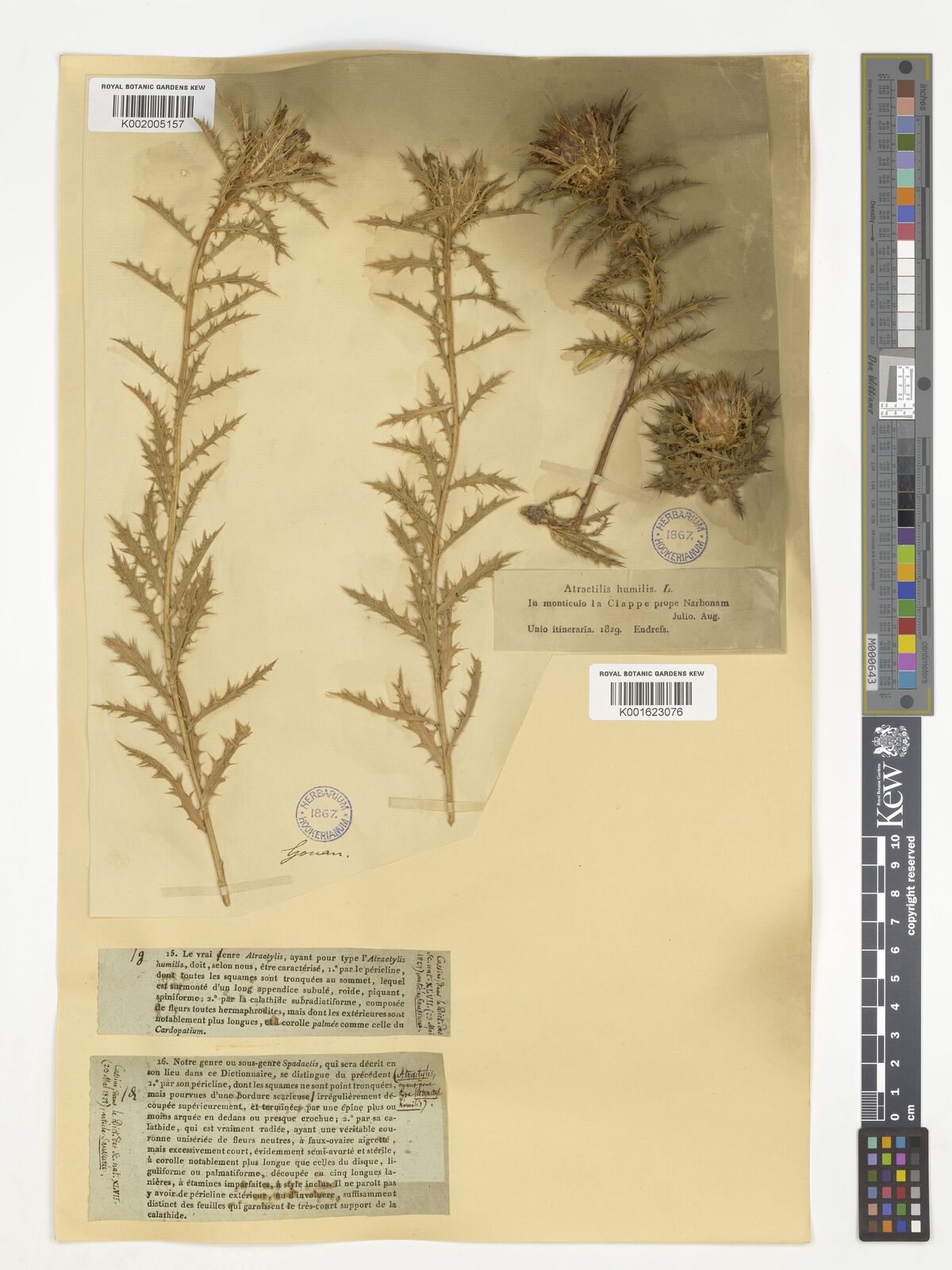 Atractylis humilis