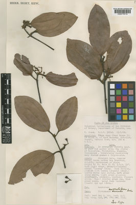 Kew Gardens K000778719:  Zieck, T. [36140] Papua New Guinea