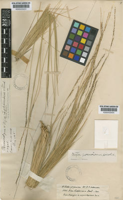 Kew Gardens K000433454:  Lukler, W.? [1735] Peru