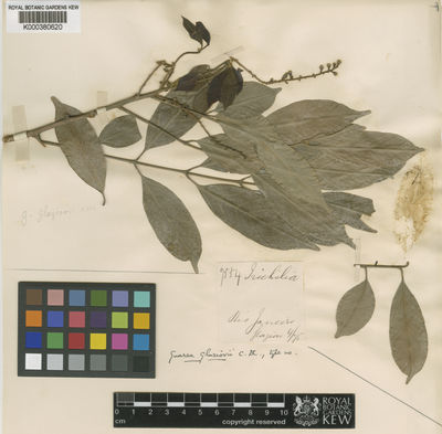 Kew Gardens K000380620:  Glaziou, A.F.M. [7554] Brazil