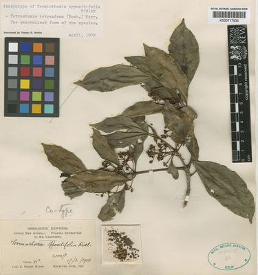 Kew Gardens K000717535:  Kloss, C.B. [s.n.] Indonesia