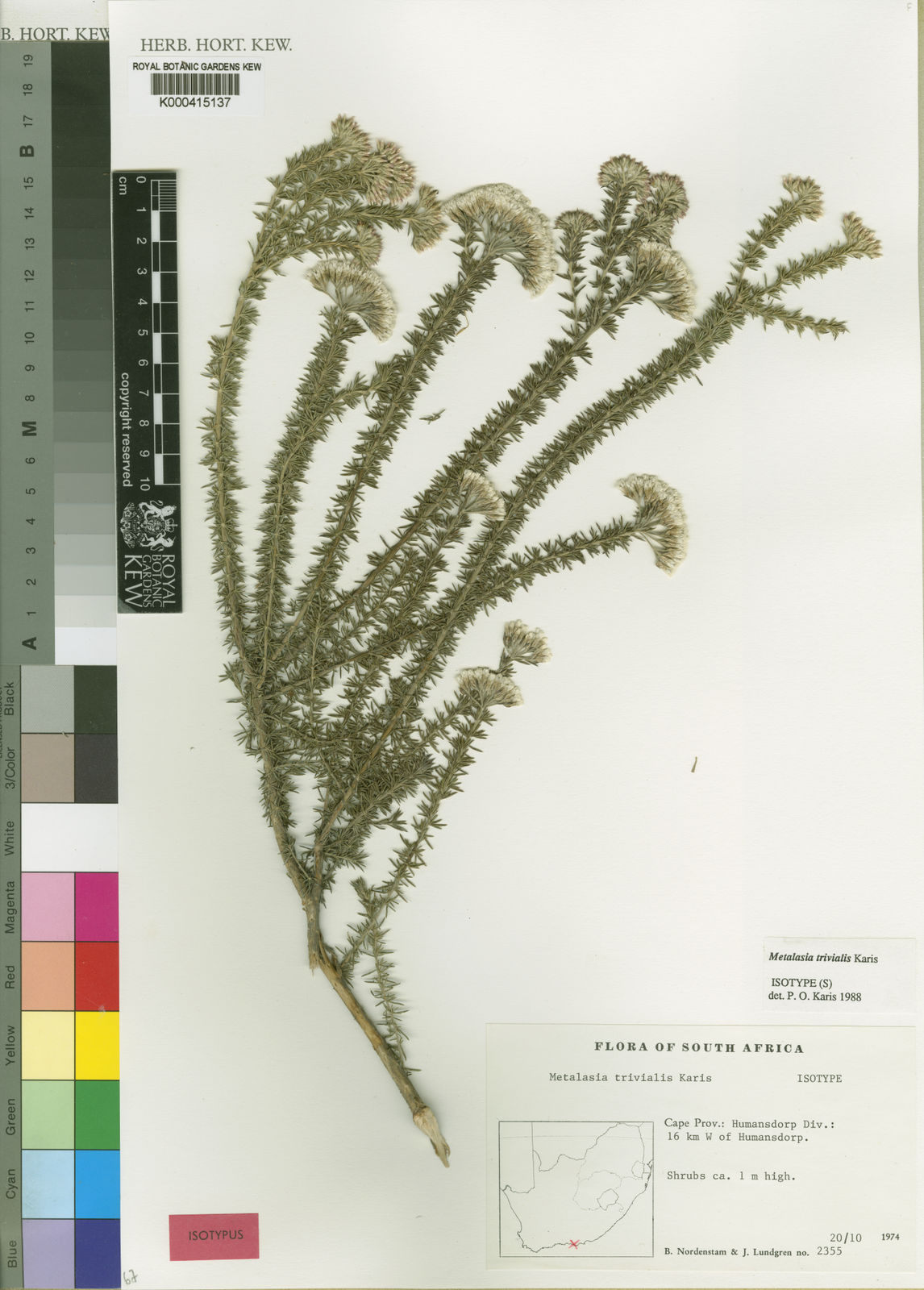 Metalasia trivialis P.O.Karis | Plants of the World Online | Kew Science