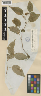 Kew Gardens K000814369:  Aucher-Eloy, P.M.R. [4907]