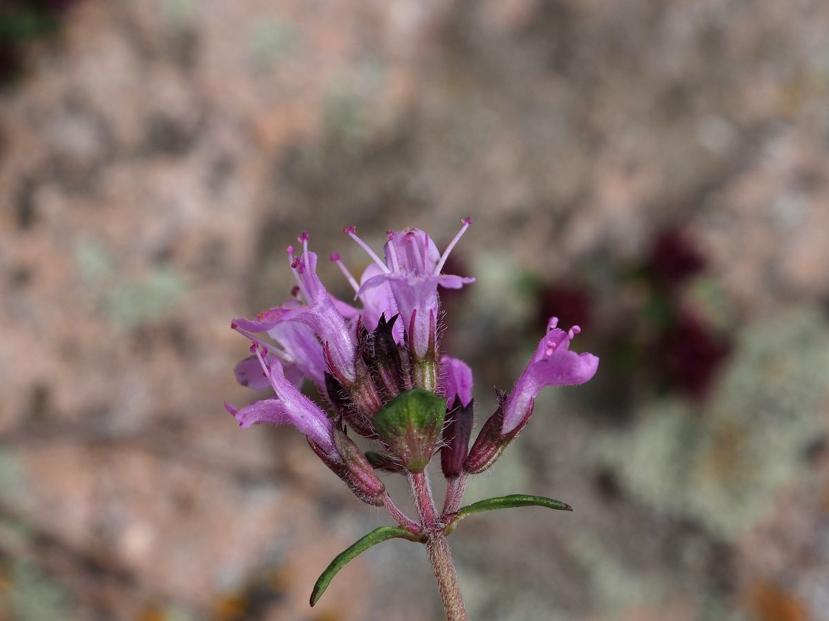 Thymus mongolicus (Ronniger) Ronniger | Plants of the World Online ...