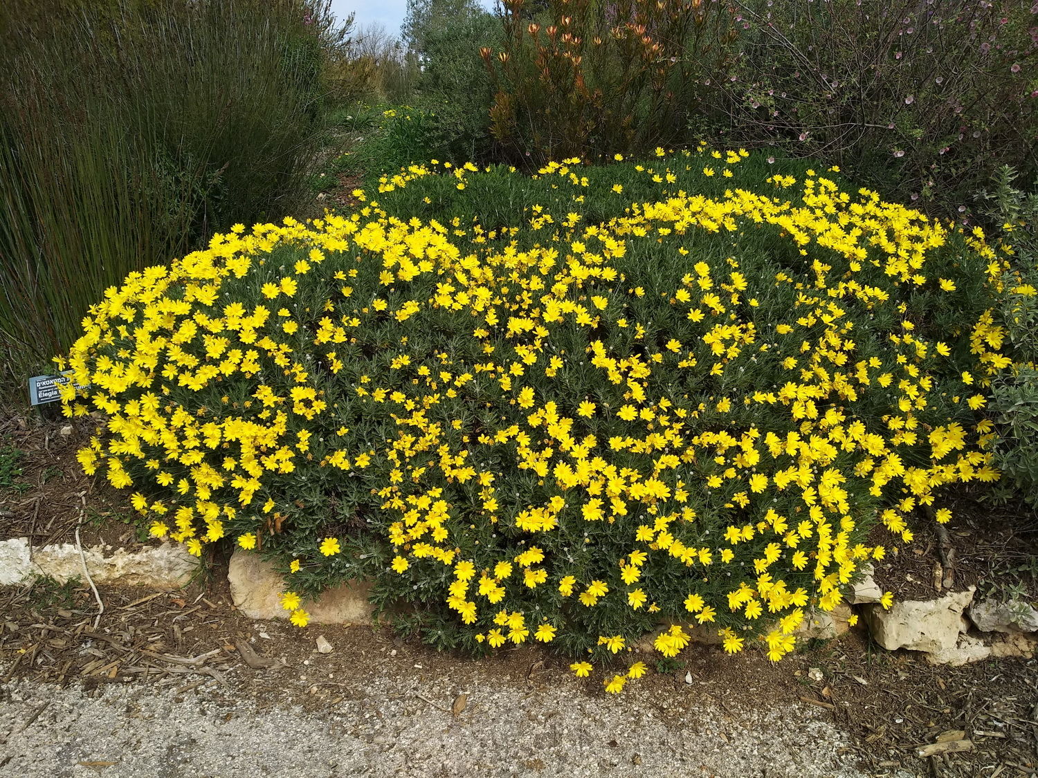 Euryops pectinatus subsp. pectinatus | Plants of the World Online | Kew  Science