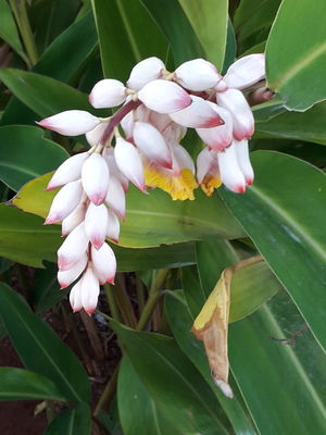 Alpinia zerumbet (Pers.) B.L.Burtt & R.M.Sm. | Plants of the World ...