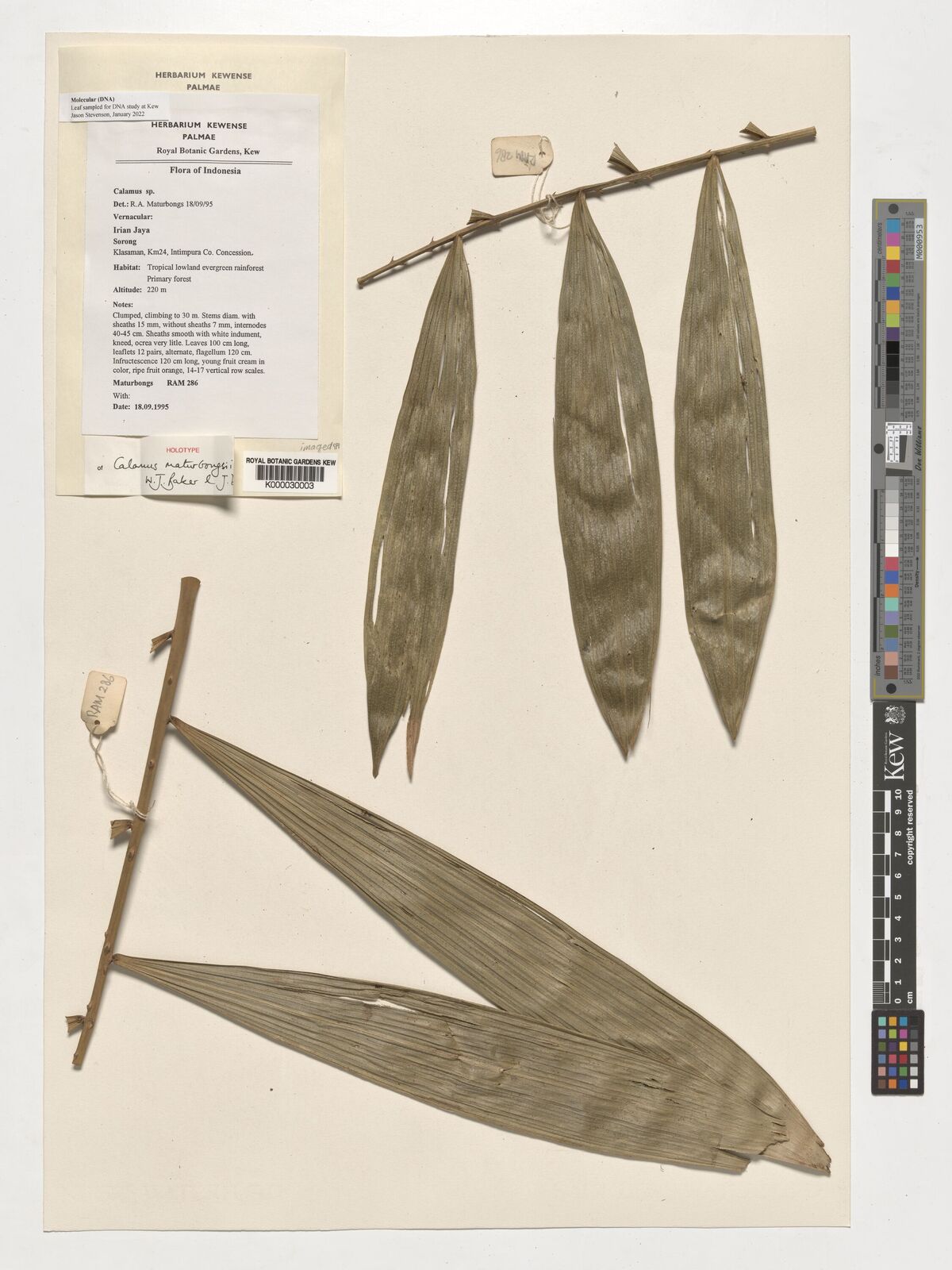 Kew Gardens K000030003:  Maturbongs, R.A. [286] Indonesia