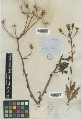 Kew Gardens K000796867:  Nuttall, T. [s.n.] United States