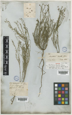 Kew Gardens K000858449:  Preiss, J.A.L. [878] Australia