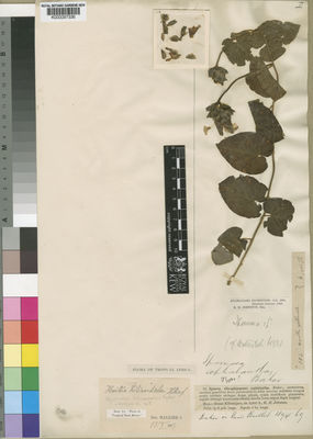 Kew Gardens K000097336:  Johnston, H., H. [184] Tanzania