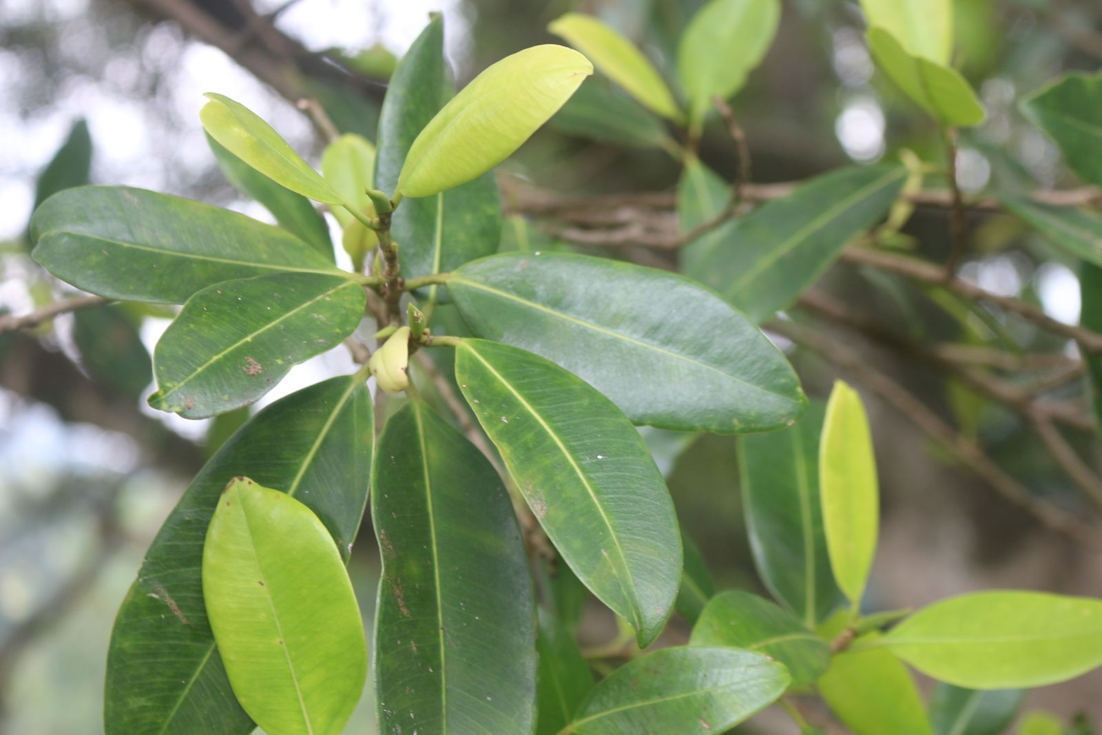 Ficus trimenii King ex Trimen | Plants of the World Online | Kew Science