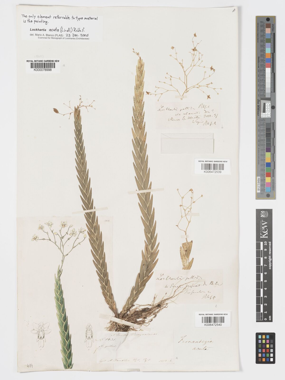 Kew Gardens K000078998:  Fendler, A. [1431] Venezuela