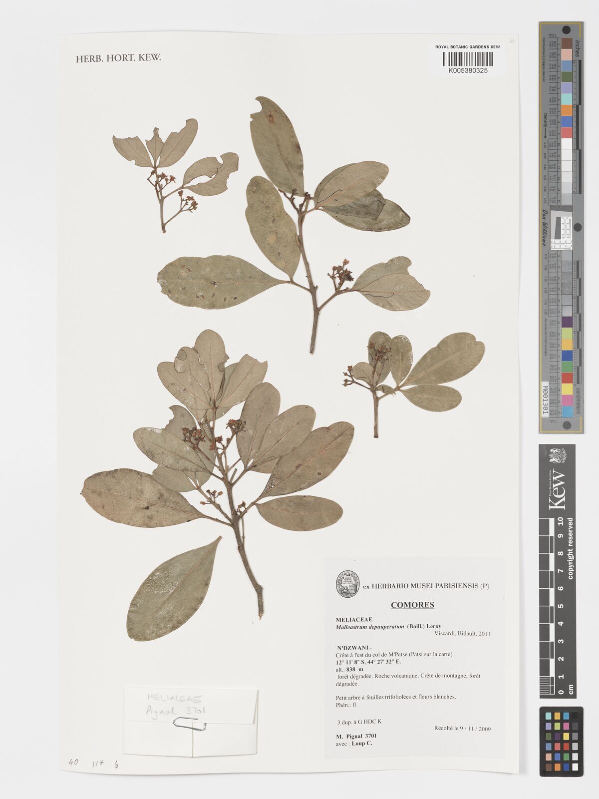 Malleastrum leroyi