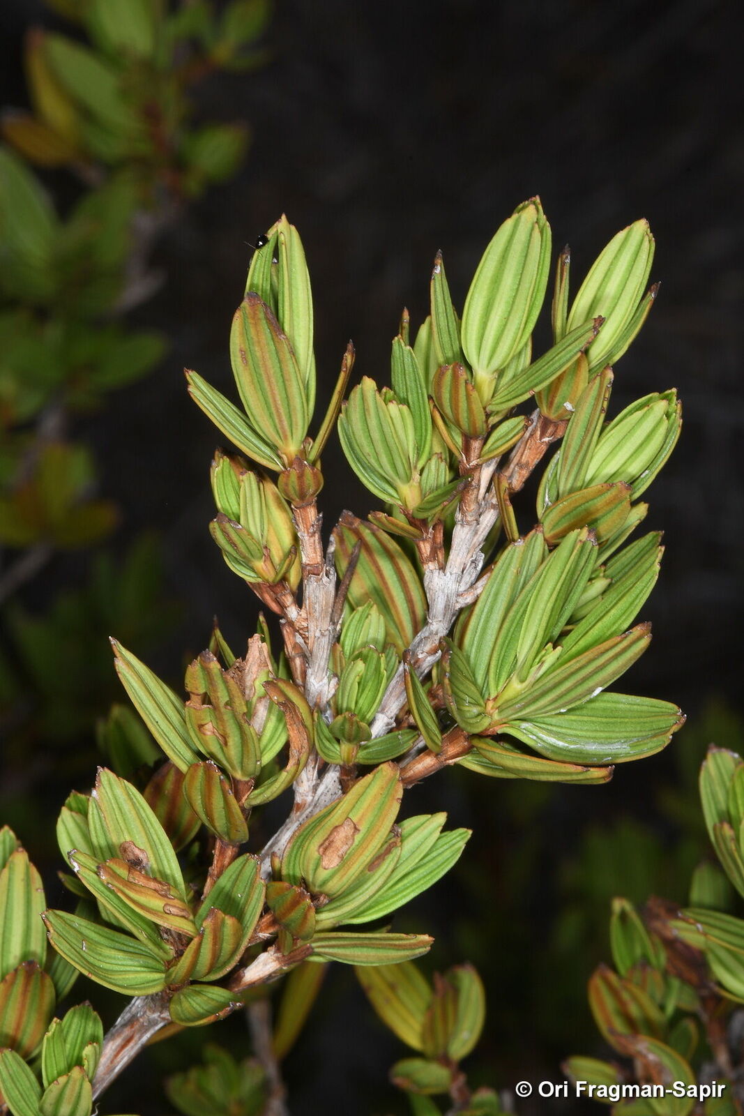 Myrothamnaceae