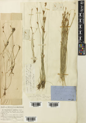 Kew Gardens K001057316:  Robinson, B.L.; Fernald, M.L. [44] Canada