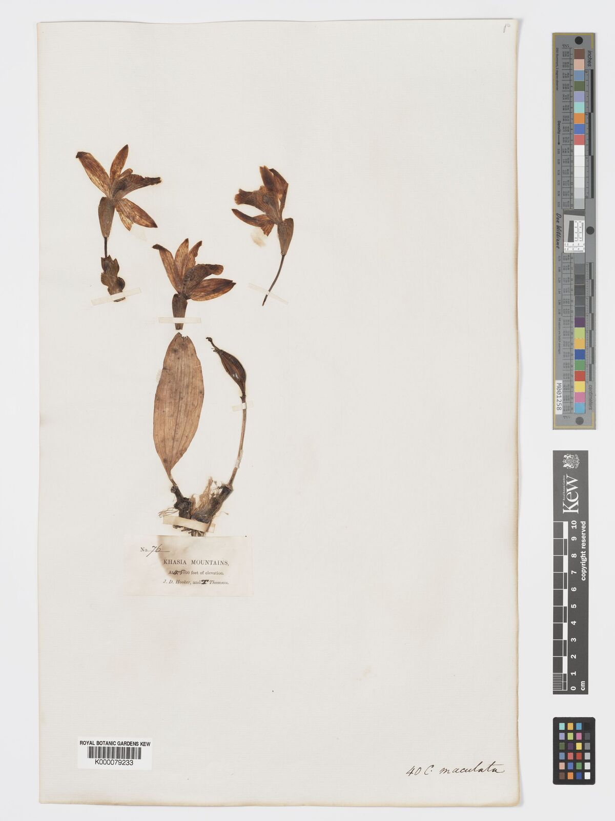 Kew Gardens K000079233:  Hooker, J.D.; Thomson, T. [76] India