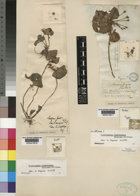 Kew Gardens K000418517:  Forbes [s.n.] Mozambique