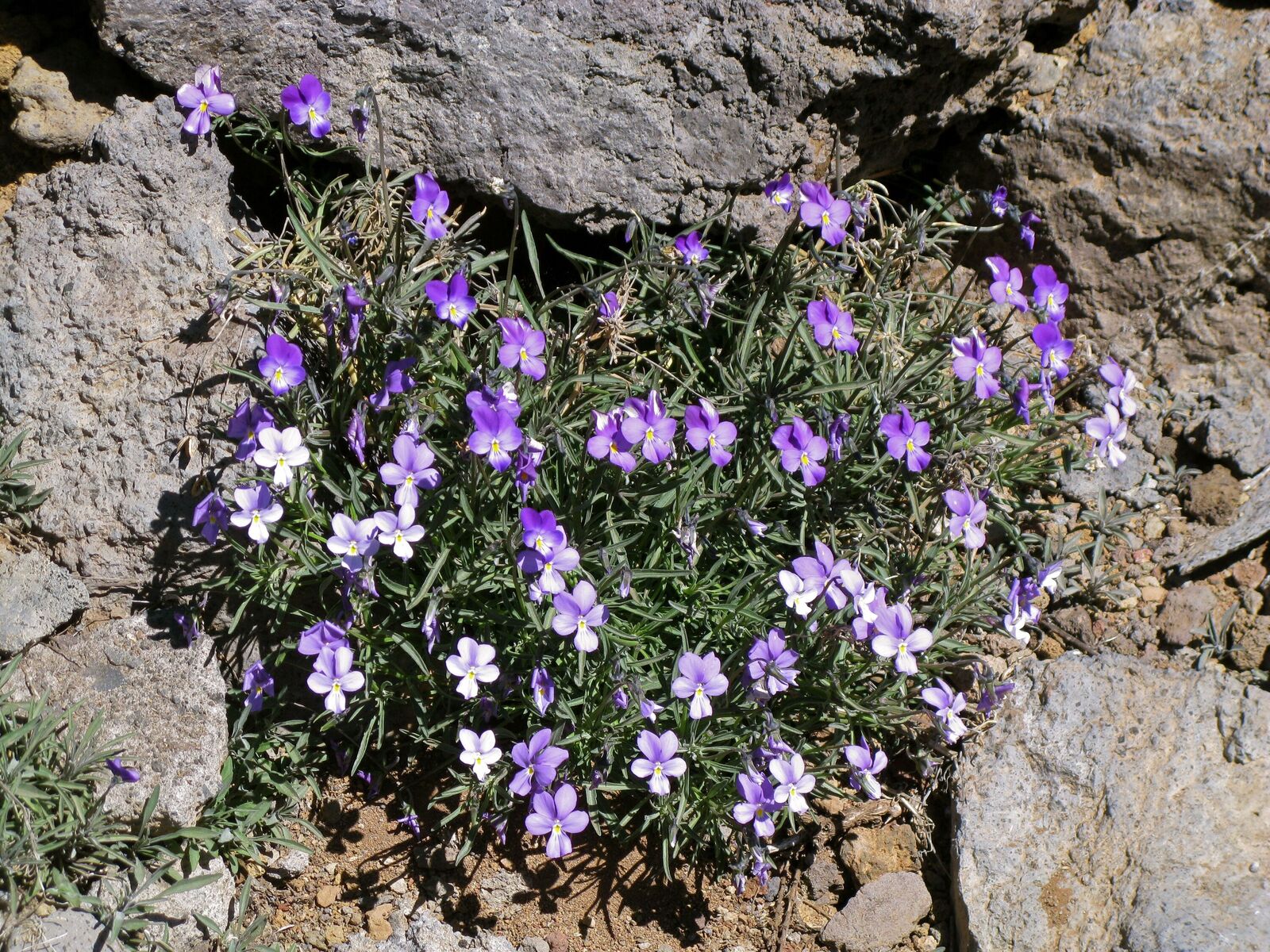 Viola palmensis