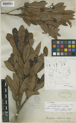 Kew Gardens K000575091:  Purdie [s.n.] Colombia